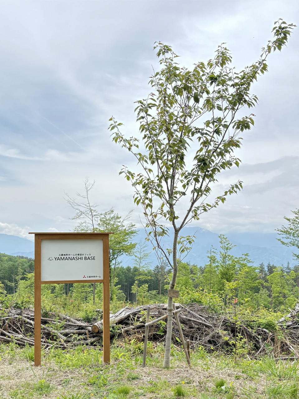 企業の森活動 写真