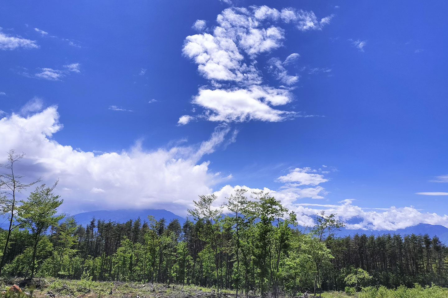 カーボンニュートラルに貢献する活動 画像