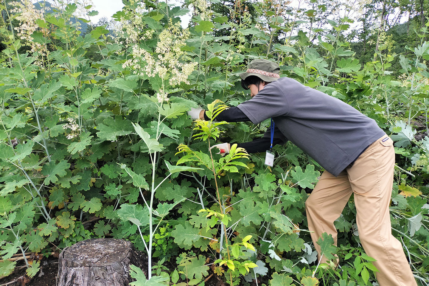 実体験を通して林業の課題を学ぶ 画像