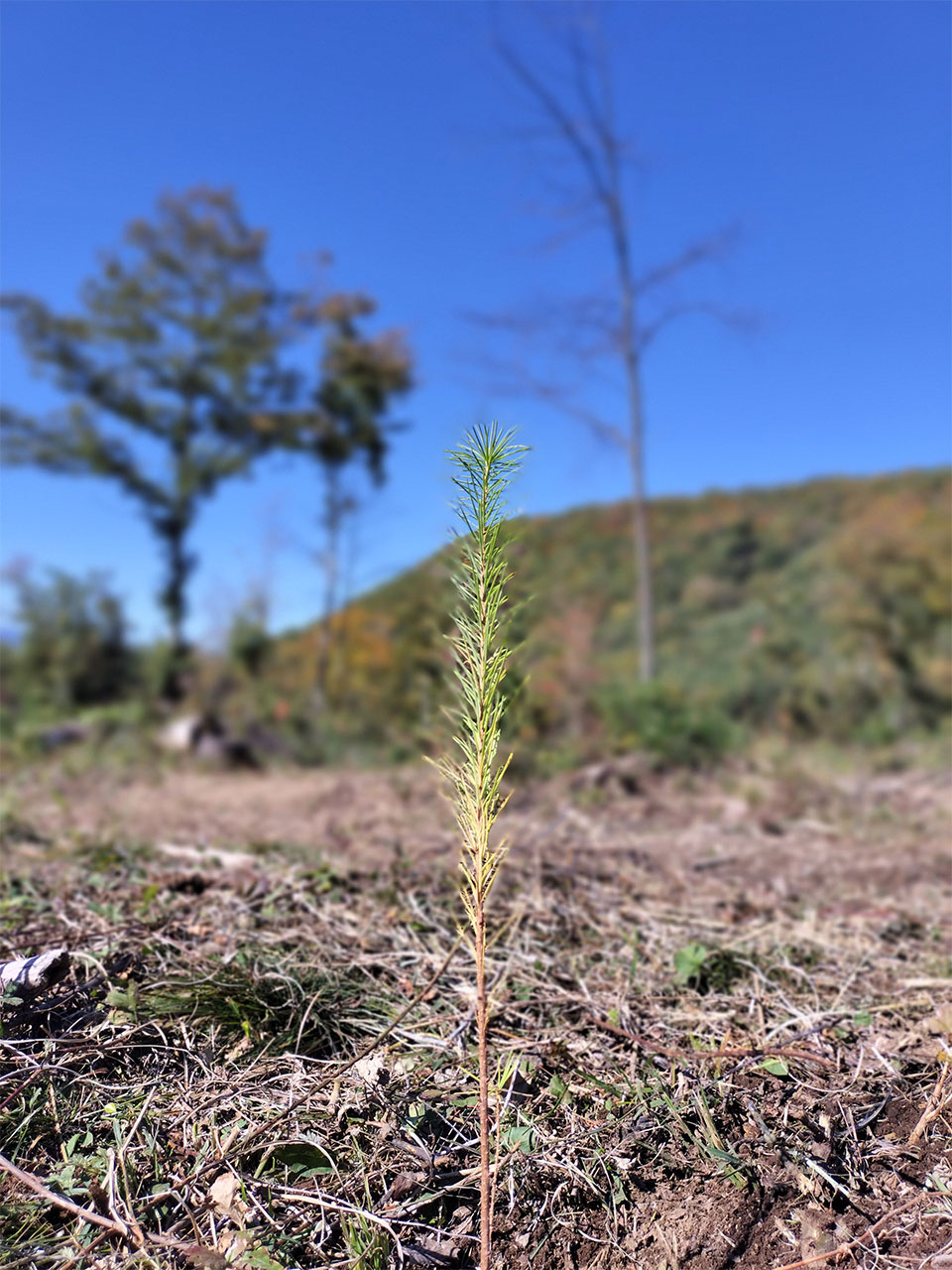 苗木を未来に届ける 画像