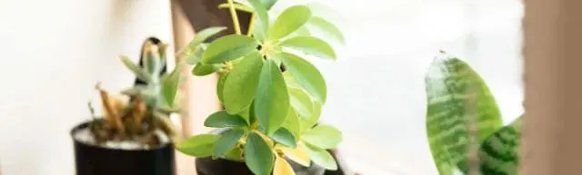 植物の健康や成長を、家族の一員のように見守れる日々
