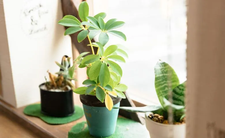 植物の健康や成長を、家族の一員のように見守れる日々