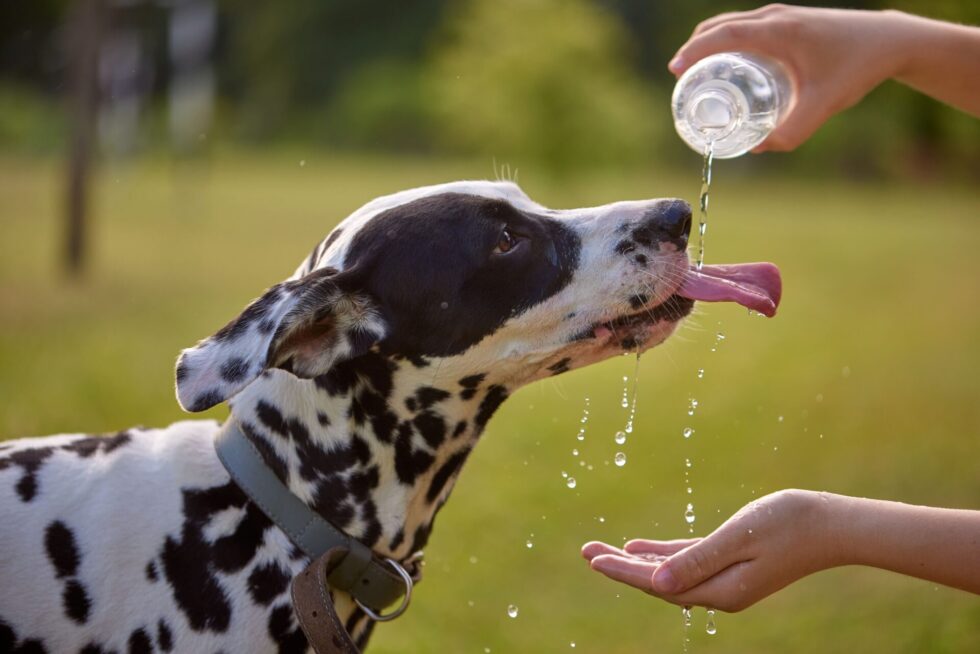 水を飲む犬